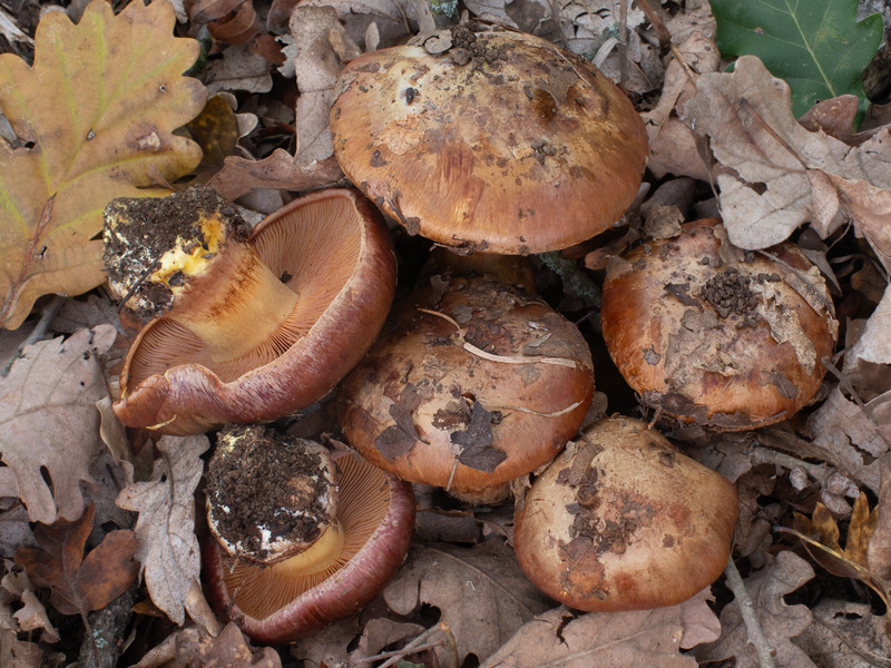 Cortinarius splendificus